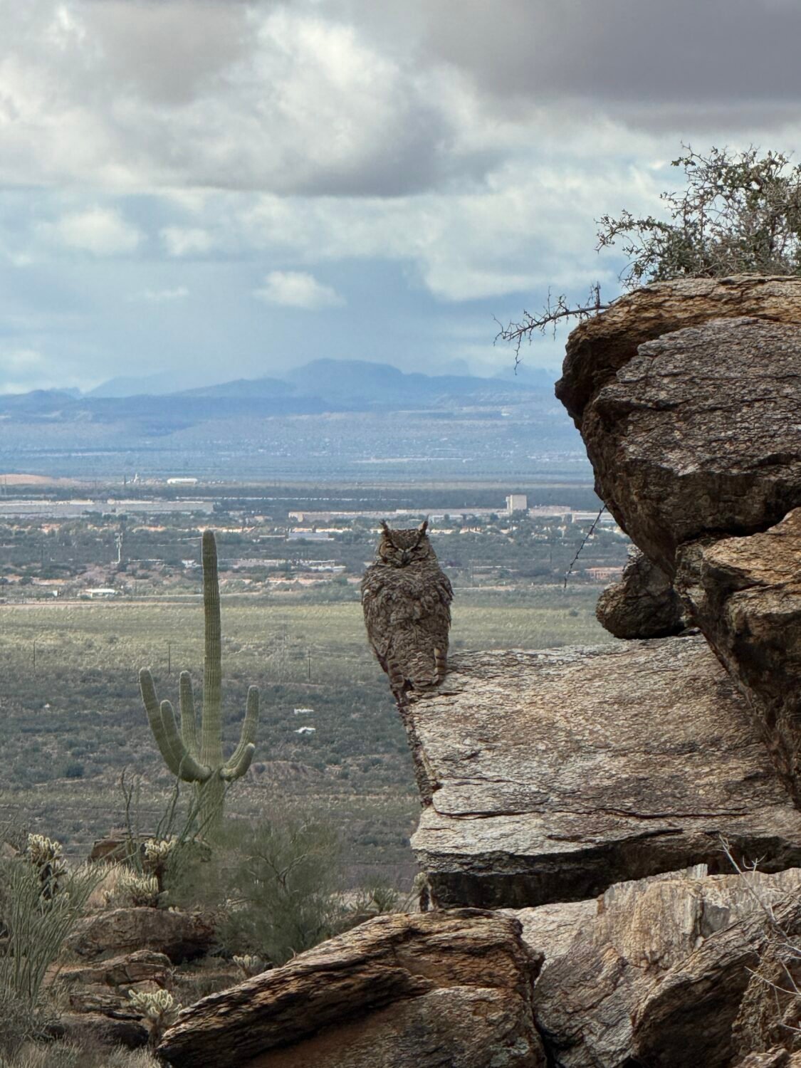 Great Horned Owl resting with its eyes closed on a rocky ledge overlooking the Sonoran Desert near Tucson, Arizona.