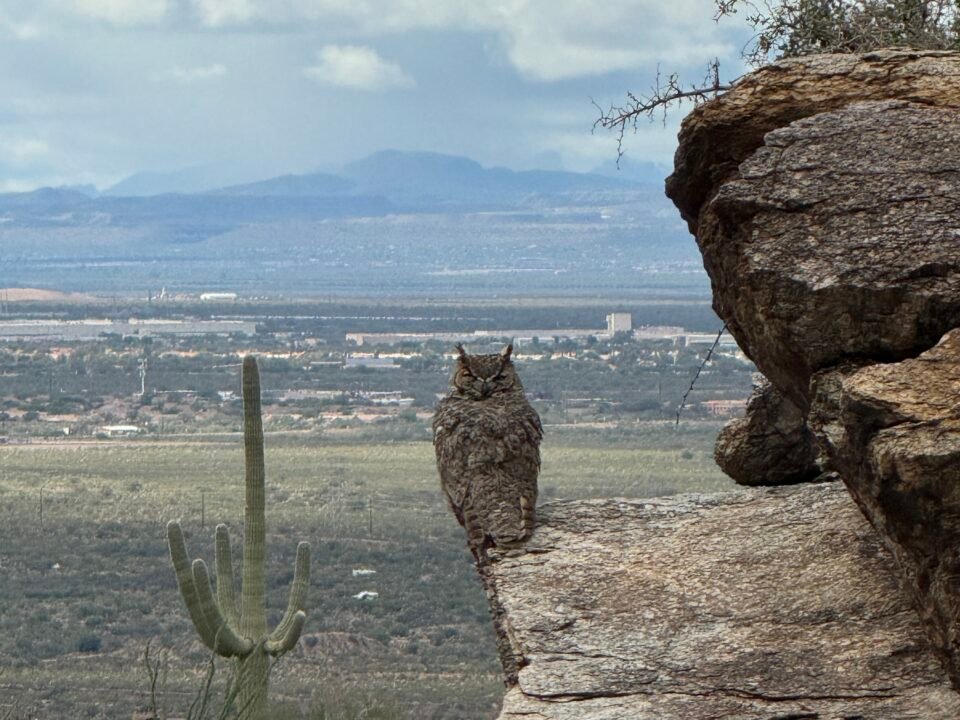 Great Horned Owl resting with its eyes closed on a rocky ledge overlooking the Sonoran Desert near Tucson, Arizona.